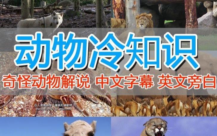 外面卖1699的国外纪录片解说(动物解说、美食、动画片)稳过中视频-阳知网创资源库